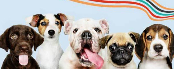 PET FRIENDLY BR