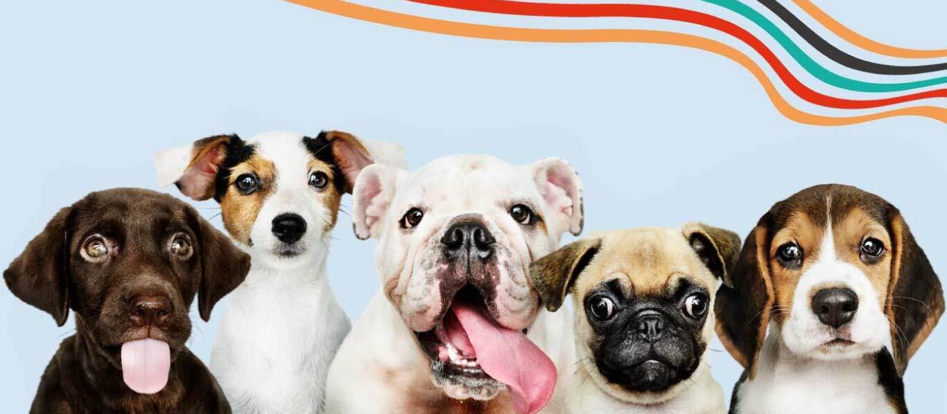 PET FRIENDLY BR